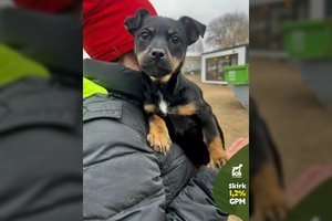 2 mėn. išdykėlė laukia savo šeimos: dovanos daugybę džiaugsmo, bet laukia ir iššūkiai