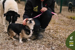 Griuvėsių saugoti paliktas niekam nereikalingas šunelis – kuklus ir draugiškas: svajoja apie meilę ir namus