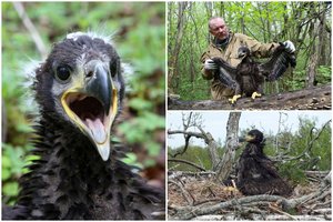 Unikali proga pamatyti: tiesioginė transliacija iš didžiausio Lietuvoje plėšriojo paukščio lizdo