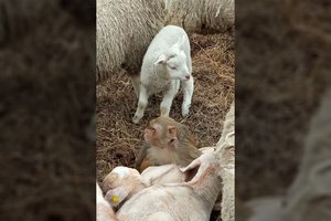 Tokiu radiniu sunku ir patikėti: Šalčininkų r. tarp ožkų ir avių aptikta beždžionė