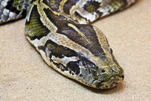 Vietoje mėsos – smaugliena? Priežasčių rinktis šią alternatyvą yra net ne viena