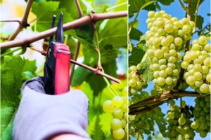 Reikia paskubėti: neatlikę laiku šio darbo, galite likti be gausaus vynuogių derliaus