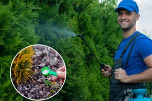 Gelstančias ir augti sustojusias tujas galite išgelbėti: pasirūpinkite gera, pigia ir jau šimtą kartų patikrinta priemone