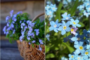 Neužmirštuolė labiausiai vertinama dėl savo gydomųjų galių: kaip nesunkiai užsiauginti vaistą savo gėlyne