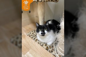 Labai ypatinga jauna katytė įveikė ne vieną išbandymą, tačiau vis dar ieško savo laimės