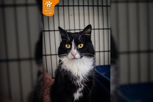 Po automobilio ratais pakliuvęs katinėlis patyrė stebuklą, bet prašo dar vieno – rasti ypatingus namus