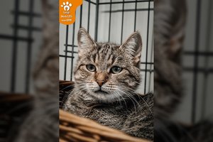 Išskirtinio snukučio katytė laukia šanso būti laiminga: tokį žvilgsnį atlaikys ne kiekvienas