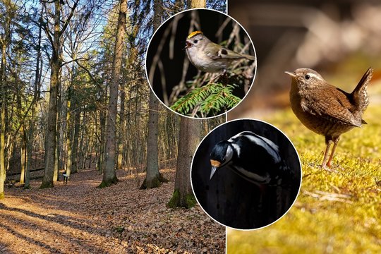 Dzūkijos-Suvalkijos saugomų teritorijų direkcija kviečia pasigrožėti dar tik bundančiu išskirtiniu mišku Aukštadvario regioniniame parke Skrebio miško pažintiniame take.​
