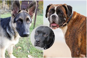 7 meiliausios šunų veislės – nuo švelnių milžinų iki meilės kupinų mažylių