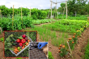 Svarbiausios balandžio dienos jūsų lysvėse ir šiltnamyje: pramiegosite jas – nebus skalsos