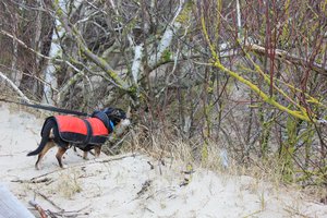 Gyvūną priglaudusi moteris sprendimo nesigaili: „Labai džiaugiuosi suteikusi jai namus“