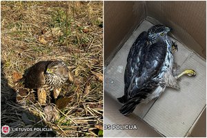 Sustojo pašalinti kliūties, o teko gelbėti vanagą: sužeistas paukštis naguose dar tvirtai laikė grobį