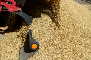 ES rengia didesnius muitus rusiškiems grūdams