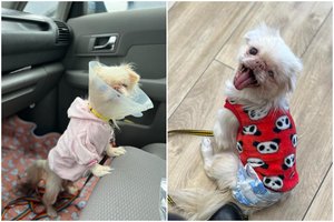 Vos 3 kg pekinukė – geros nuotaikos ir džiaugsmo bomba, tačiau likimas nepagailėjo bėdų