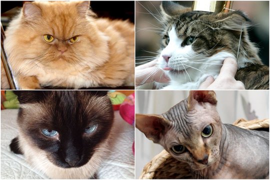 8 meiliausių kačių veislės: draugiškesnių už jas nerasite.