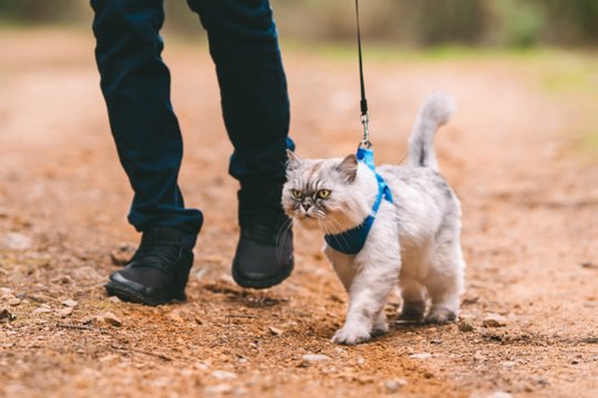 Kačių pasivaikščiojimai skirsis nuo šunų pasivaikščiojimų.