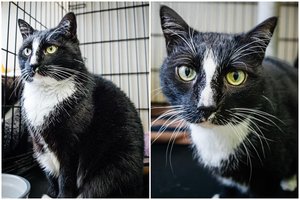 Po šeimininkės mirties katytė liko niekam nereikalinga: įspėja – apetitas toks geras, kad reikia dietos