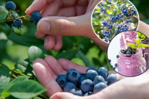 Lengvai užsiauginsite daug ir sultingų šilauogių – darže reikia atlikti tik vieną svarbų darbą