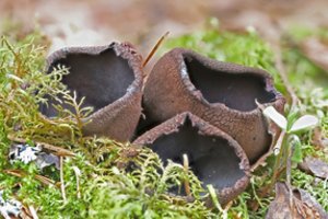 Neries regioniniame parke aptikta itin reto ir paslaptingo grybo radavietė: paaiškino, ką daryti tokį pastebėjus