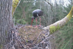 Minint gandro dieną pasirodė ir itin retas sparnuotis: iš šiltųjų kraštų sugrįžo juodasis gandras