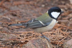 Netikėta: pasirodo, paukščiai bendravimui naudoja tokius pačius gestus, kaip ir žmonės