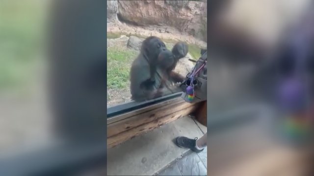 Stebinantis orangutango sumanumas: šis gyvūnas žino, kaip gauti, ko nori