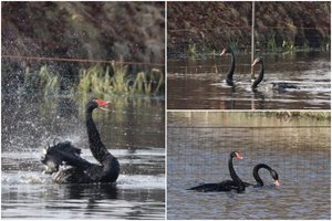 Rokiškyje vėl galima pasigrožėti miesto simboliu tapusiomis gulbėmis: paukščiai grįžo į tvenkinį