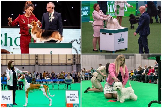  Tarp daugiau kaip 19000 šunų, kovo 7–10 d. dalyvavusių Cruft‘s 2024 parodoje Birmingeme (Didžioji Britanija), džiugina Lietuvos šunų laimėjimai.