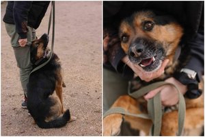 Nuo žmogaus atsitraukti negalinčio šuns pasaulis baigėsi ties būda: po šeimininko mirties atsidūrė prieglaudoje