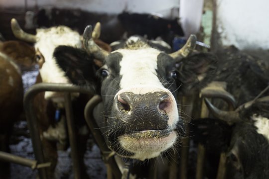  Teksaso ir Kanzaso ūkiuose melžiamų karvių tyrimai dėl paukščių gripo buvo teigiami – tai pirmieji žinomi karvių užsikrėtimo atvejai JAV – ir, tikėtina, pasaulyje.