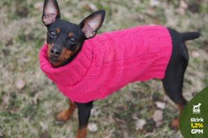 Namų ieškanti 5-erių dama – tikra gražuolė: įspėja neapsigauti