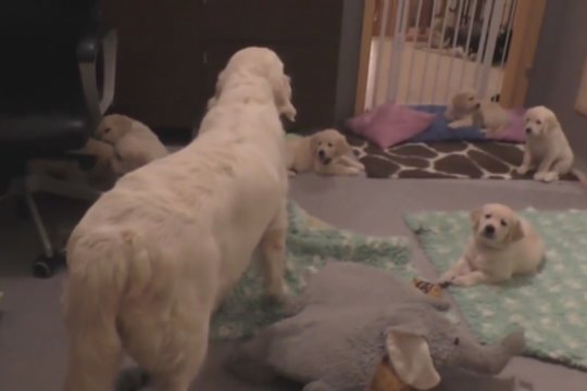 Nufilmavo, kaip aštuonių šuniukų mama auklėja vaikus: užteko vieno veiksmo ir visi kaipmat nurimo
