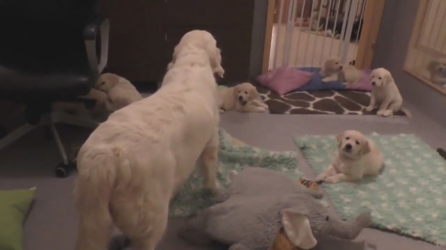 Nufilmavo, kaip aštuonių šuniukų mama auklėja vaikus: užteko vieno veiksmo ir visi kaipmat nurimo