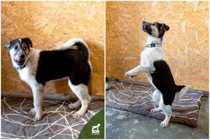 Kukli 4 mėn. kalytė nekantriai laukia išrinktųjų – augs didesnė, nei vidutinė