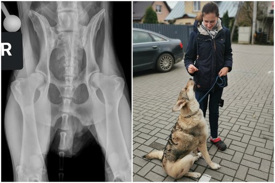 Veterinarijos klinikai „Kaivana“ klubo sąnarį teko keisti vos vienerių metų šuniui.