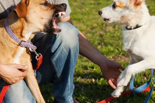  Šunų dresuotoja pataria: kaip elgtis, jei jus puola šuo?