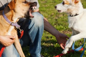 Šunų dresuotoja pataria: kaip elgtis, jei jus puola šuo?