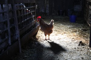 Fotografas Arūnas Baltėnas pasakoja „Žemaičių šeimos istoriją“