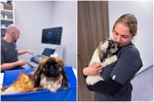 Augintiniui įkando erkė: ką daryti ir ko laukti