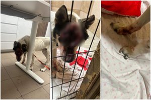 Sukrečiantis vaizdas Telšių r.: seniūnijos darbuotojos šunį teko užmigdyti, kad nesikankintų