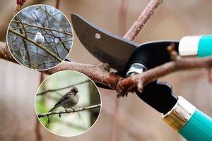 Primena medžių nebegenėti – prasidėjo paukščių perėjimo metas: ornitologas paaiškino, kodėl tai svarbu