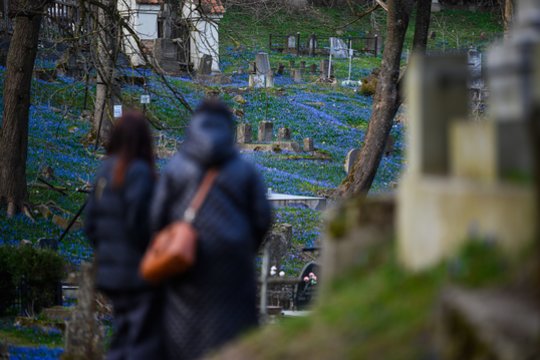 Mėlynai vėl pražydo Bernardinų kapinės. <br>V.Skaraičio nuotr. 