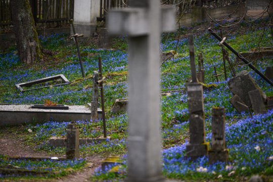 Mėlynai vėl pražydo Bernardinų kapinės. <br>V.Skaraičio nuotr. 