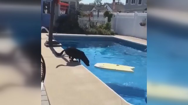 Stulbinantis šuns išradingumas: sumąstė, kaip išliekant sausam iš baseino pasiimti kamuolį