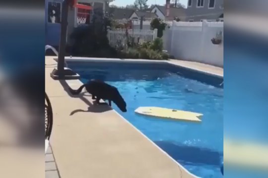 Stulbinantis šuns išradingumas: sumąstė, kaip išliekant sausam iš baseino pasiimti kamuolį