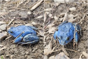 Sunku patikėti, kad jos fotografuotos Lietuvoje: specialistas paaiškino, kodėl varlės nusidažo mėlyna spalva