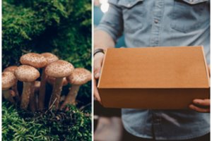 Suglumino ne tik grybai iš Olandijos, bet ir pardavėjų pareiškimas – stebisi, ar tikrai taip Lietuvoje gali būti