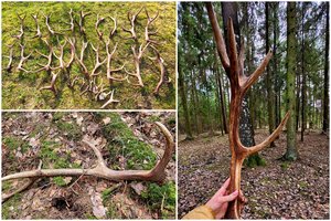 Ragų ieškotojai vis dar randa laimikių: atskleidė, kur ir kaip šių trofėjų reikėtų ieškoti