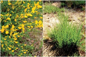 Šventinį stalą kviečia puošti šiais augalais: atrodys gaiviai, o skinti galite be gailesčio