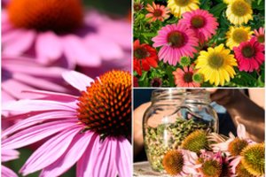 Ežiuolė – ne tik džiugina akį, bet ir gerina sveikatą: žinodami šią gudrybę, lengvai užsiauginsite savo gėlyne